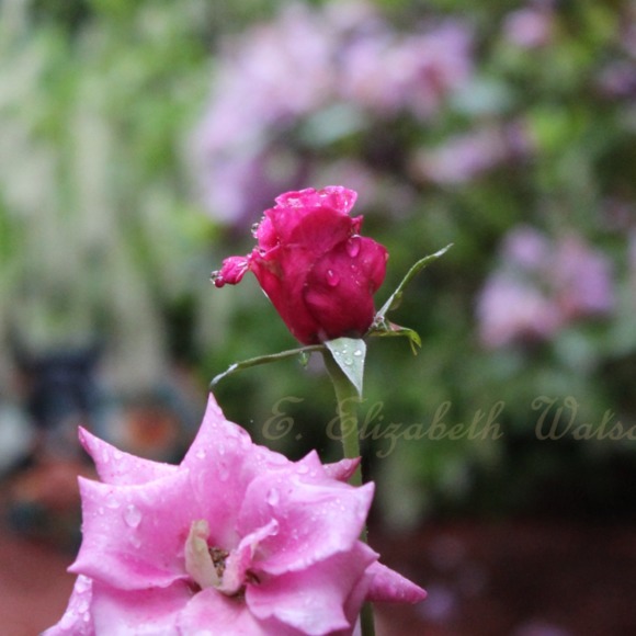 Meet your Posher - Picture 1 of 1